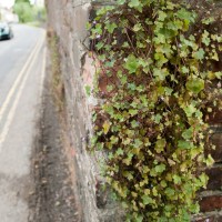 Ivy-leaved Toadflax